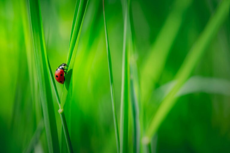 Lire la suite à propos de l’article Et si nos déchets devenaient une ressource au service de la biodiversité ?